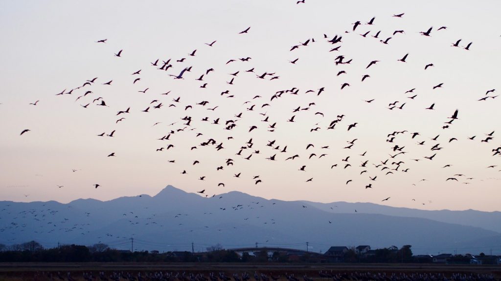 Observer les grues à Izumi, île de Kyushu