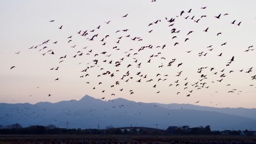 Observer les grues à Izumi, île de Kyushu