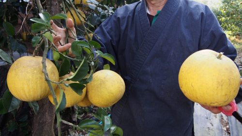 Dans le jardin de la ferme de M et Mme Ohira, Izumi, Kagoshima, Kyushu, Japon