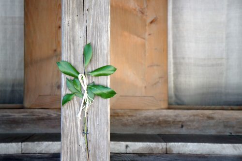 Branche de sakaki à Izumo-taisha, le grand sanctuaire d'Izumo, région du San'in, préfecture de Shimane, Japon