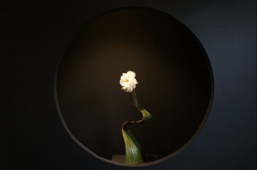 Composition florale au Jardin japonais Yuushien, non loin du Musée d'art Adachi, Yasugi, préfecture de Shimane, région de San'in, Japon