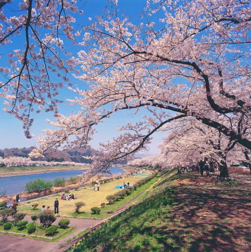 Les magnifiques cerisiers en fleurs au printemps le long de la rivière à Kakunodate, Senboku, Akita, Japon