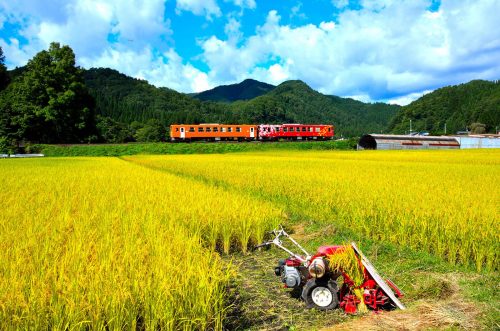 Le petit train de la ligne locale Akita Nairiku traversant les rizières, préfecture d'Akita, Japon
