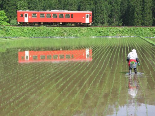 Le petit train de la ligne locale Akita Nairiku traversant les rizières, préfecture d'Akita, Japon