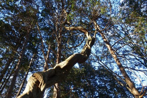 La forêt mystérieuse au sommet du Mt Hodo à Nagatoro, près de Chichibu dans la préfecture de Saitama, Japon