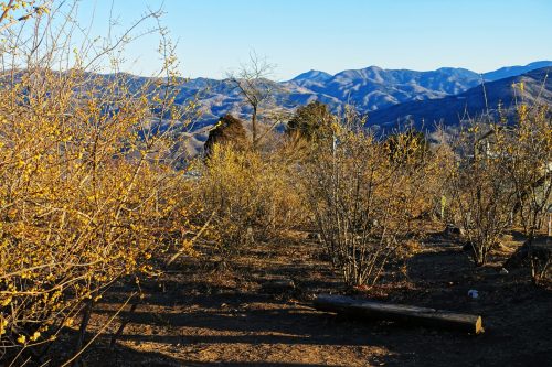 Les chimonanthes du Mt Hodo à Nagatoro, près de Chichibu dans la préfecture de Saitama, Japon