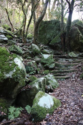Paysage naturel de Higashisonogi, préfecture de Nagasaki : sentier dans la forêt