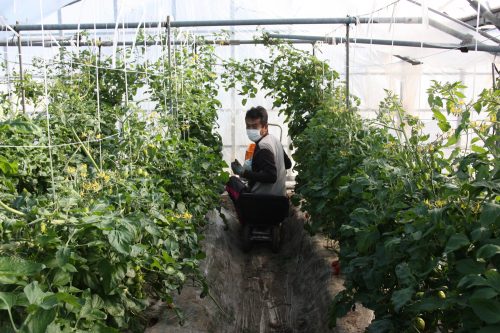 M Komiya dans sa serre de tomates cerises à Minamisatsuma, Kagoshima, Kyushu, Japon