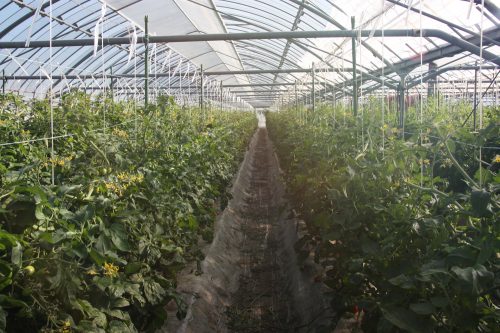 Les plants de tomates cerises sous serre de M et Mme Komiya à Minamisatsuma, Kagoshima, Kyushu, Japon