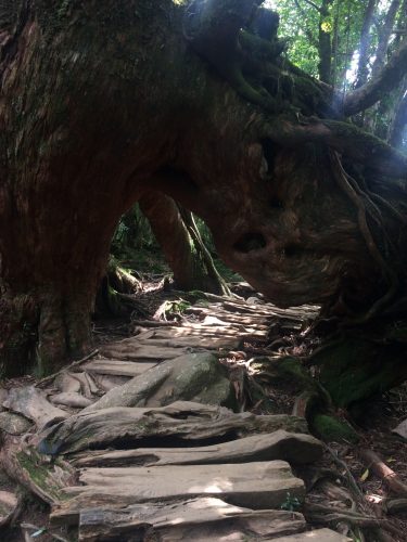 Le chemin de randonnée pass sous un cèdre à Shiratani Unsuikyo sur l'île de Yakushima, Japon