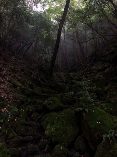 Chemin recouvert de mousse dans Shiratani Unsuikyo sur l'île de Yakushima, Japon