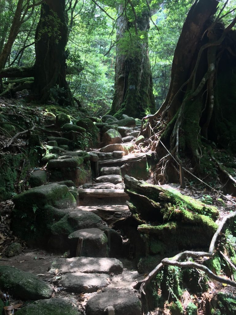 Ile de Yakushima : randonnée dans les gorges de Shiratani Unsuikyo