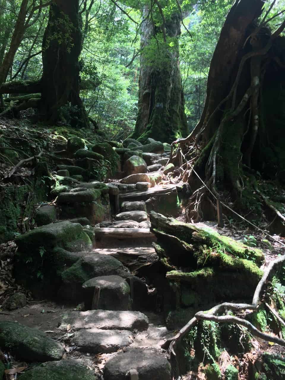 Ile de Yakushima : randonnée dans les gorges de Shiratani Unsuikyo