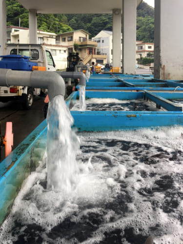 Bacs à poissons sur le port de Kamae