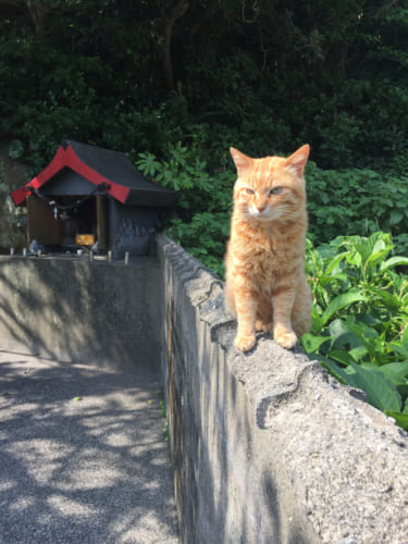 Un chat vivant sur l'île de Fukashima, devant un petit sanctuaire shinto