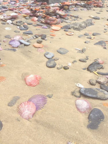 Des coquillages hiyougi sur la plage de Yakatajima
