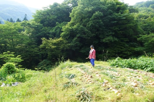Paysage rural de montagne près du Minshuku Maroudo, à Takachiho, Miyazaki, Kyushu
