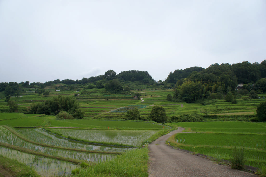 Les rizières en terrasse d'Inabuchi Tanada à Asuka (Nara), traversées par un petit sentier