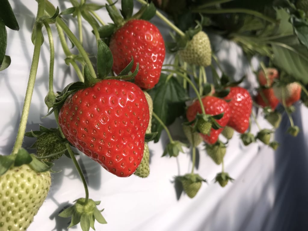 Les belles fraises "ruby" d'Asuka