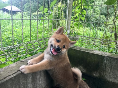 Chiot shiba inu, appuyé sur le rebord de l'espace de jeu, entouré de verdure