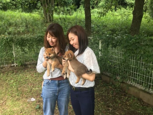 Deux jeunes japonaises portant des chiots shiba inu dans leurs bras