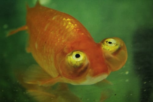 Gros plan sur un poisson rouge choutengan, aux gros yeux globuleux tournés vers le ciel