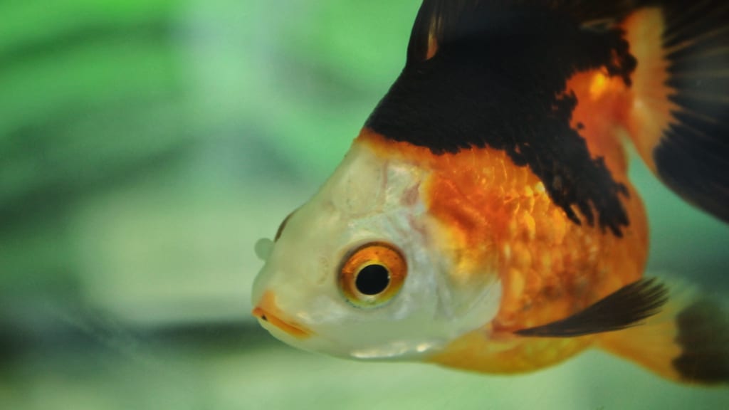Gros plan sur un poisson rouge tricolore : blanc, vermillon et noir