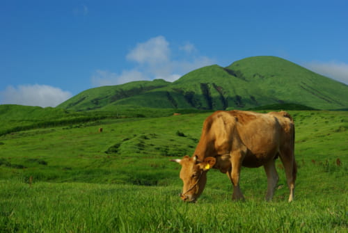 Une vache brune de Kumamoto dans les prairies de la caldera du mont Aso