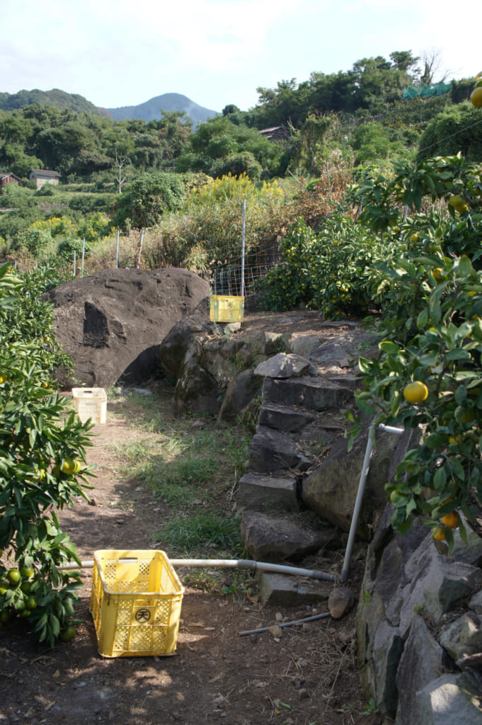 Une allée bordée d'arbres et de cagettes au Mizumoto Orange Garden