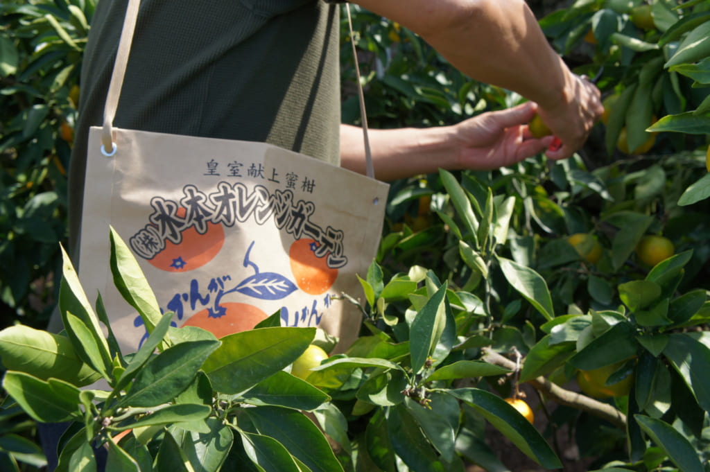 Personne cueillant des agrumes, avec un sac en papier en bandouillère