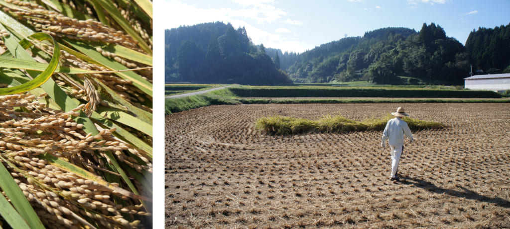 Gros plan sur des brins de riz, et la parcelle laissée pour moi au milieu de la rizière 