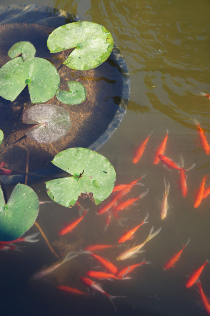 Poissons rouges et feuilles de lotus dans le jardin du temple Zenriyuji