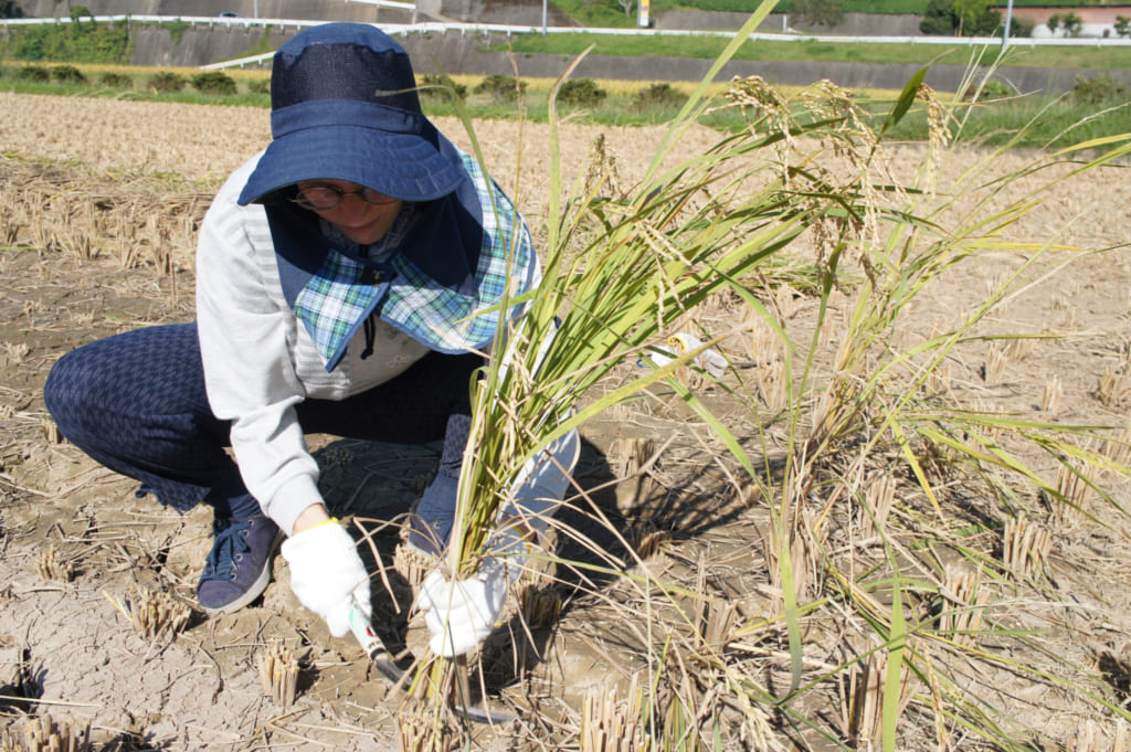 Clémentine s'essayant à la moisson du riz à Kikuchi
