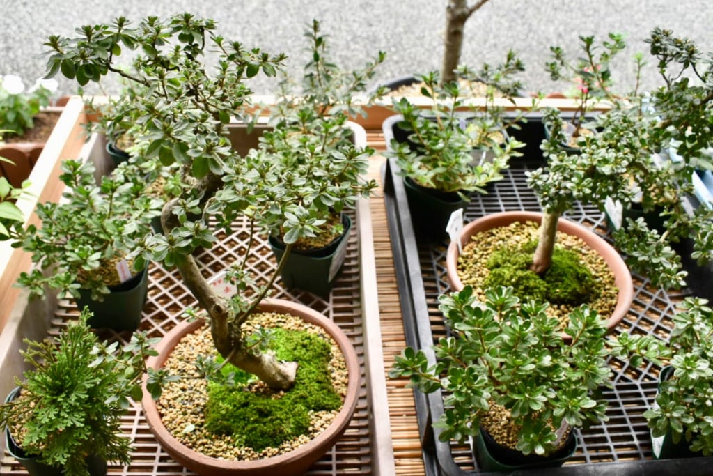 Bonsai vendus dans michi-no-eki à Aso