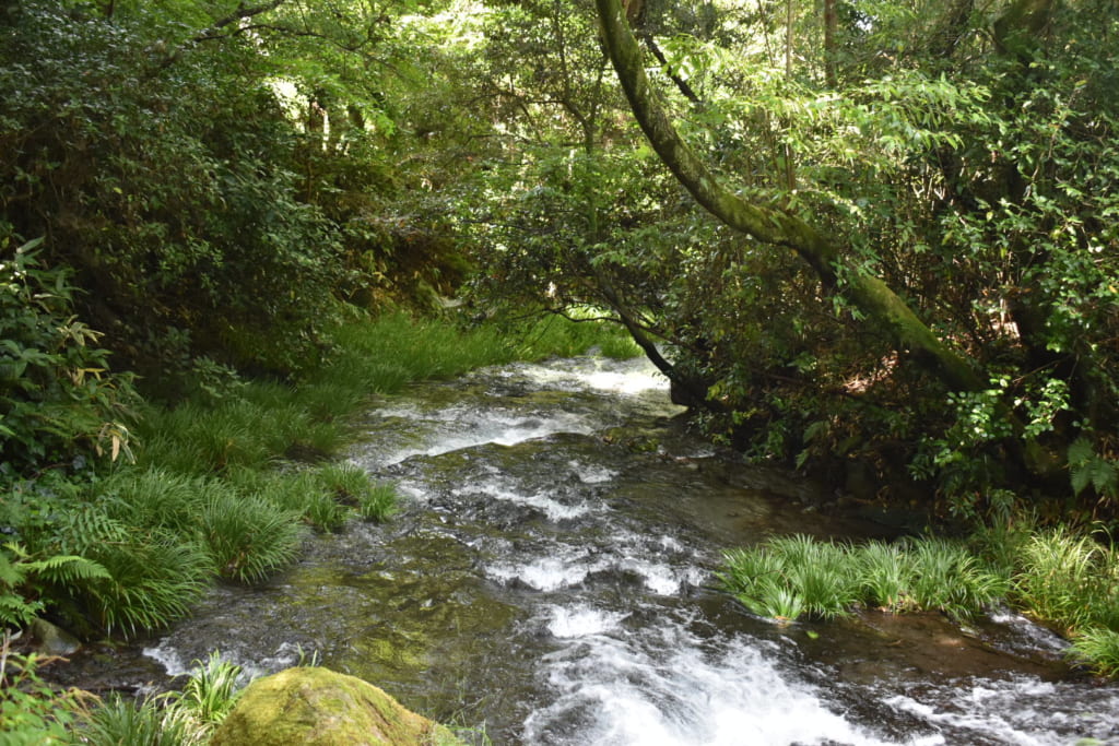 La rivière Shirakawa, au milieu des bois