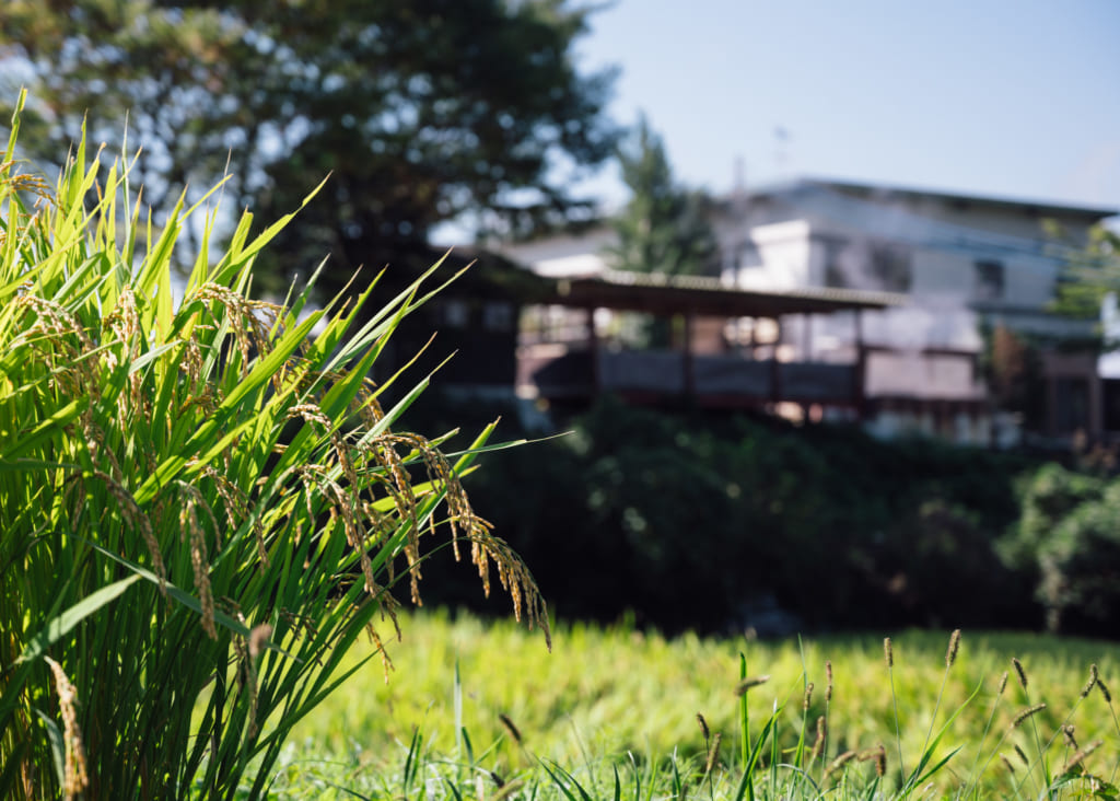 Brins de riz au premier plan devant le Horei-no-Yu à Waita Onsen