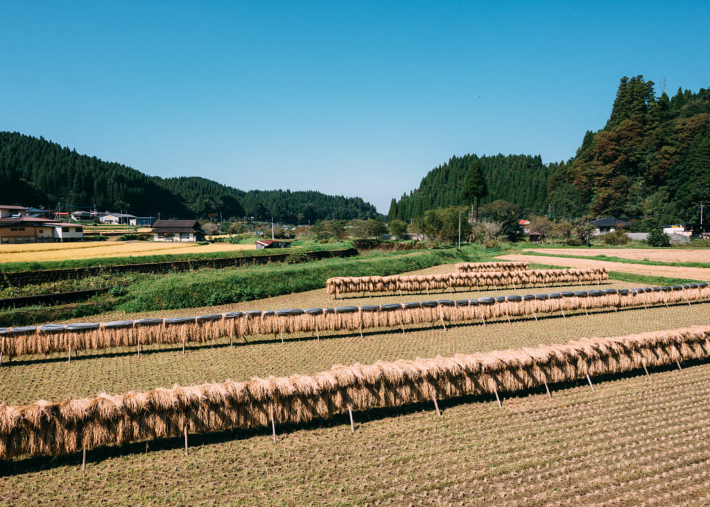 Champs tout juste moissonné à Minami-Oguni , Kumamoto