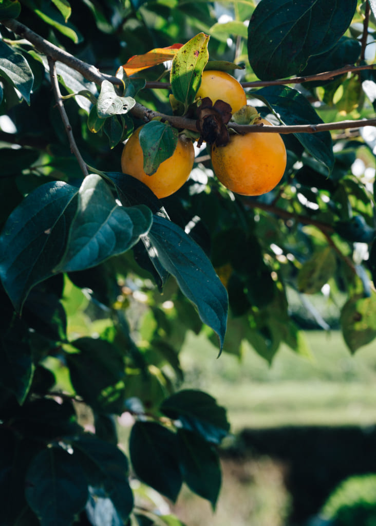 Kakis à à Minami-Oguni , Waita Onsen
