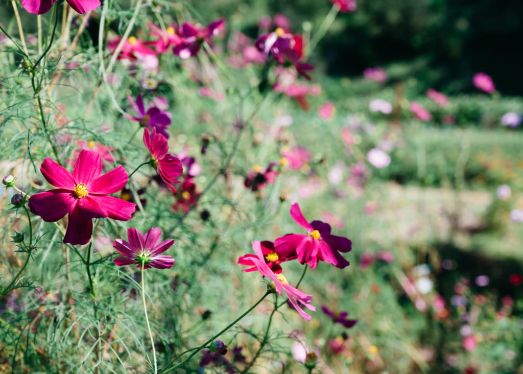 Fleurs de cosmos à Minami-Oguni , Waita Onsen