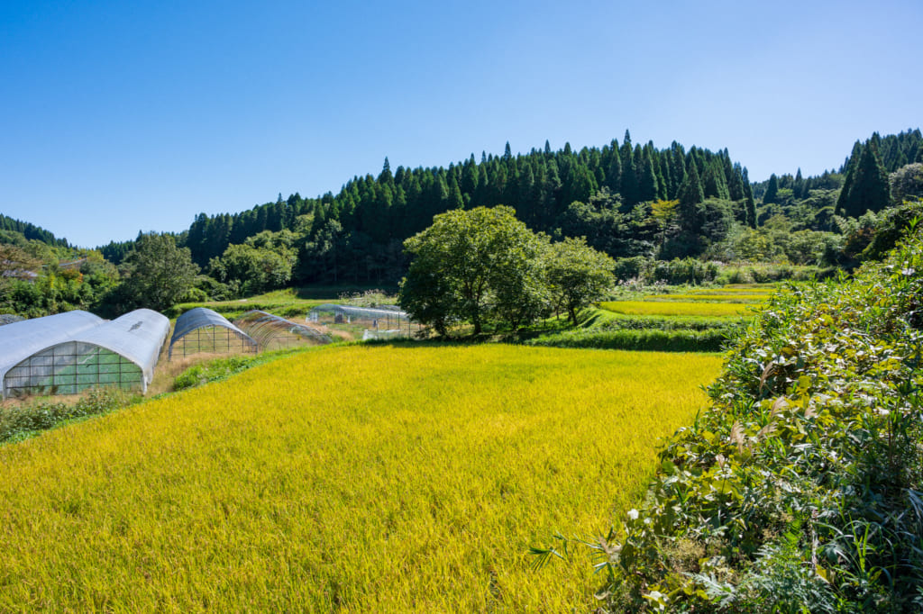 Rizière dorée prête à être moissonnée