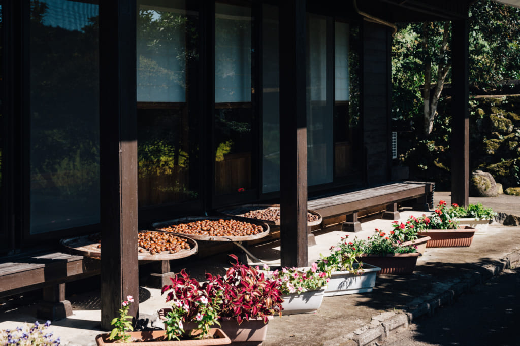 Marrons en train de sécher au soleil dans des paniers plats dans un village rural de Kumamoto