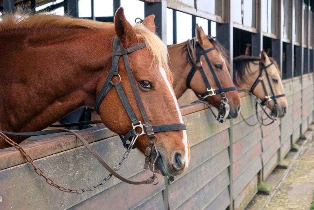 Chevaux dans l'écurie de El Patio Ranch