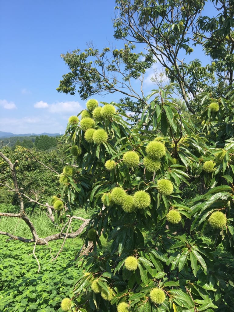 Un marronnier dans la campagne de kikuchi, au nord de Kumamoto