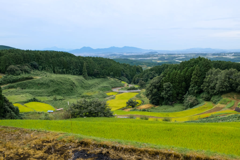 Les rizières en terrasse au centre de somptueux paysages, à proximité des chutes de shiraito