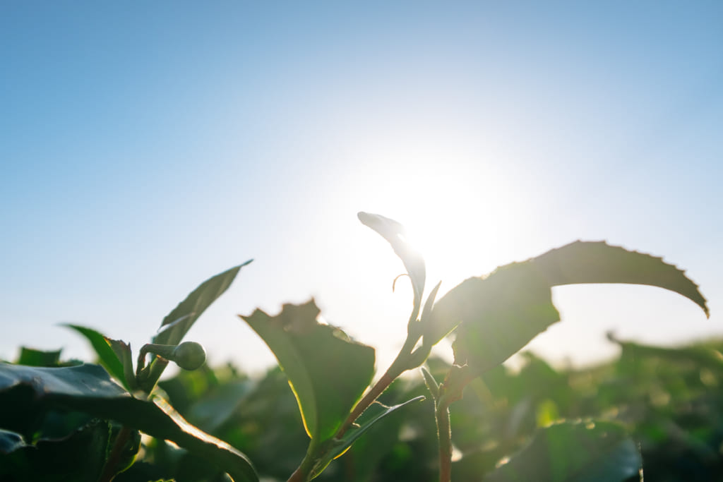 Feuilles de thé dans une plantation de Yame