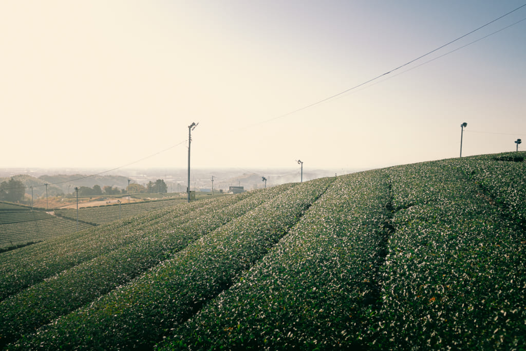 Rangées de thé au central Tea Garden