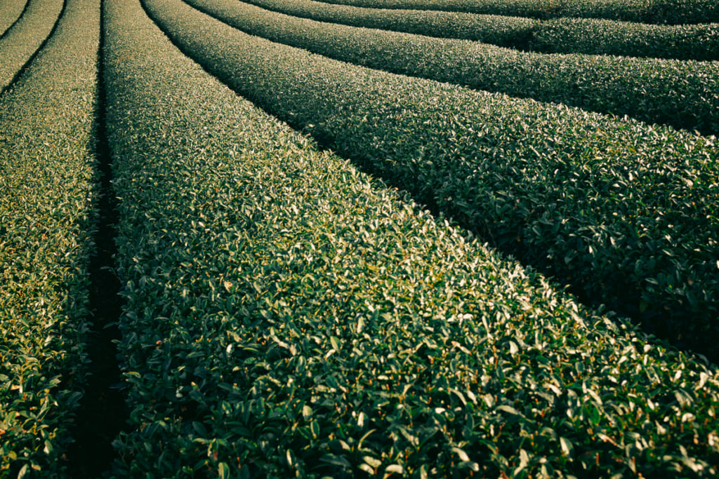 Gros plan sur les plantations de Thé à Yame