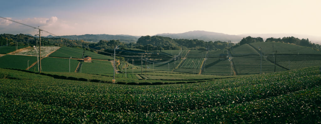 Les immenses plantations de thé du Yame Central Tea Garden