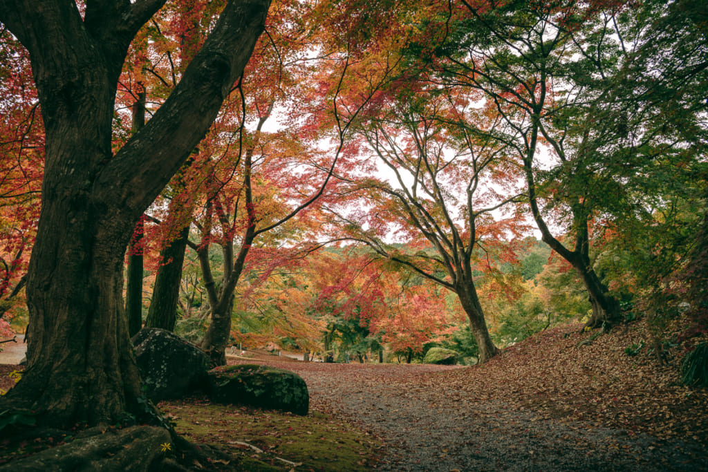 Les magnifiques érables du Misojien Garden, dans la préfecture de Nagasaki