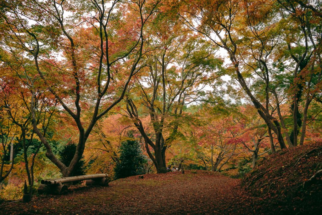 Un banc sous les arbres aux couleurs de l'automne dans le Misojien Garden à Nagasaki